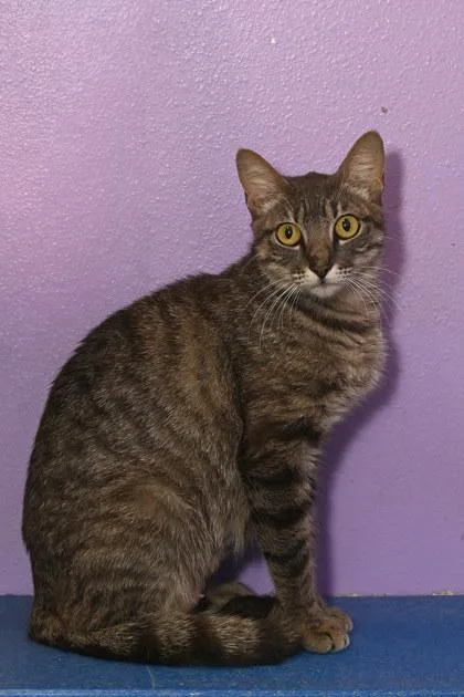 An adult medium-sized female Domestic Short Hair cat named Jade for adoption in Baton Rouge, LA