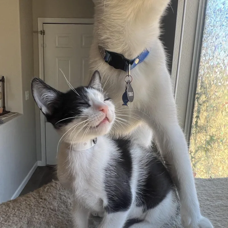 Vanilla Bean thumbnail 2