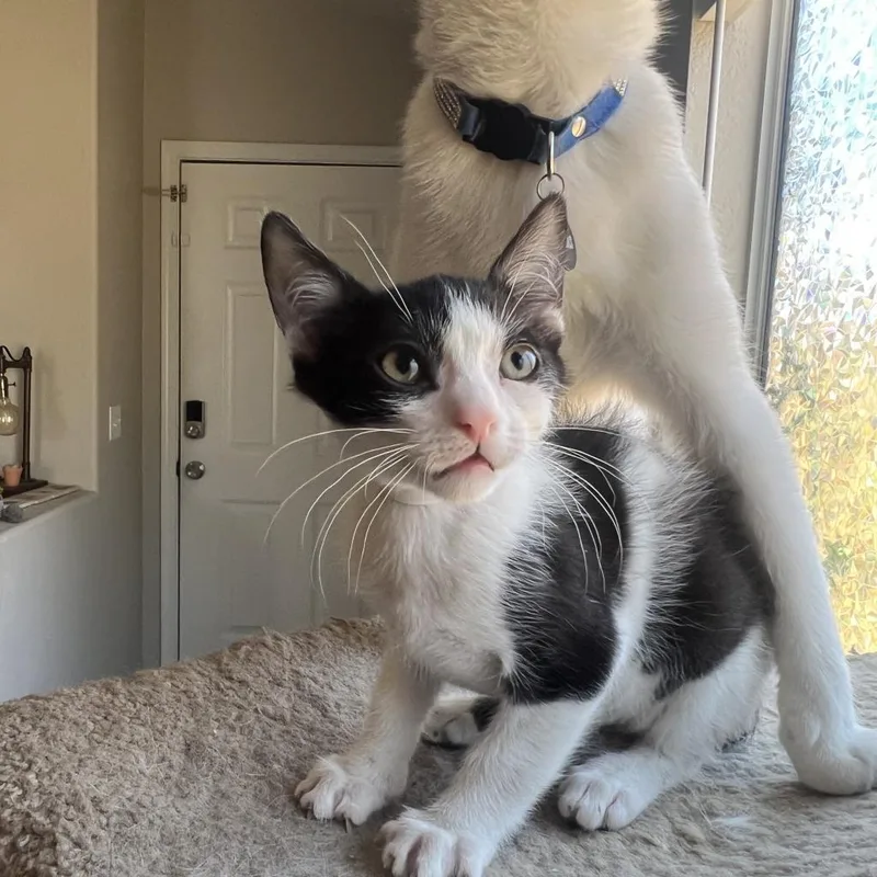 Vanilla Bean thumbnail 3