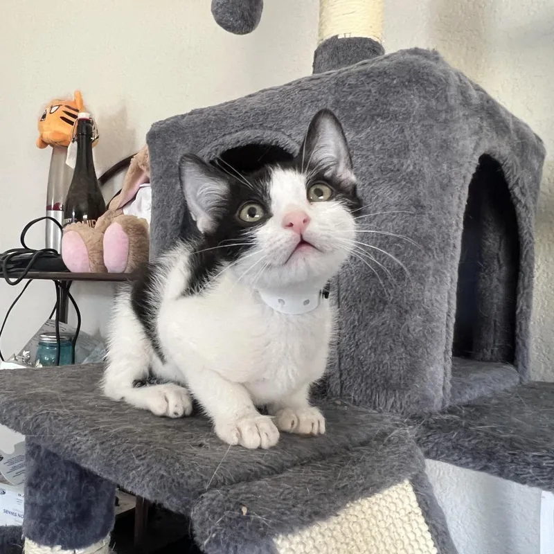 Vanilla Bean thumbnail 5