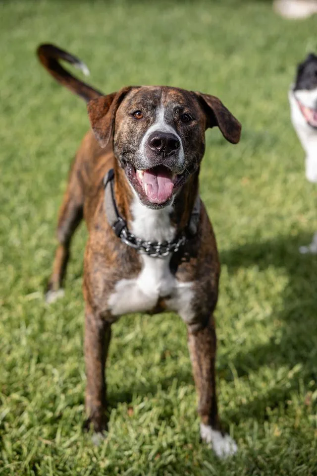 A young medium-sized male Brindle Tennessee Treeing Brindle dog named Tank for adoption in Pflugerville, TX