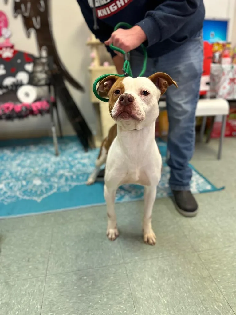 An adult medium-sized male Mixed Breed dog named Leon for adoption in Albany, GA
