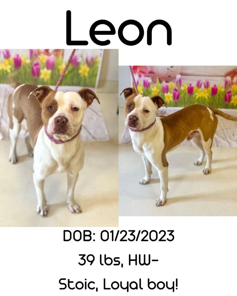 Leon thumbnail 3