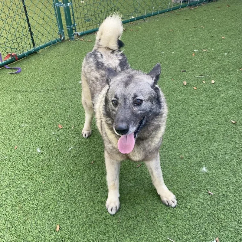 A senior large-sized male Yellow / Tan / Blond / Fawn Norwegian Elkhound dog named Boomer for adoption in LOXAHATCHEE, FL