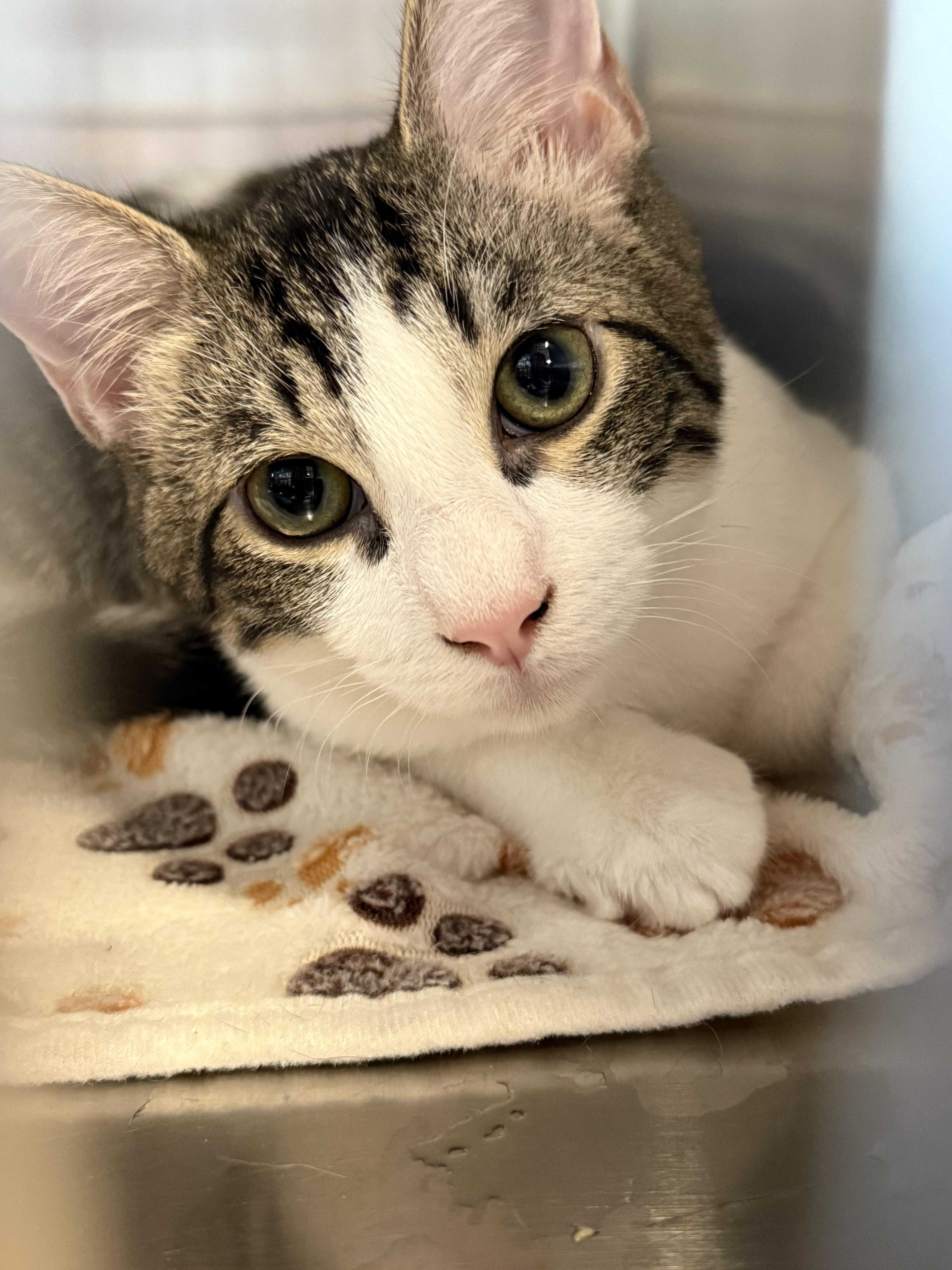 A young small-sized male Domestic Short Hair cat named Fin for adoption in Moncks Corner, SC