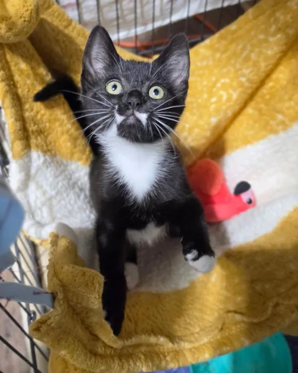 A baby small-sized female Domestic Short Hair cat named Piper for adoption in Novato, CA