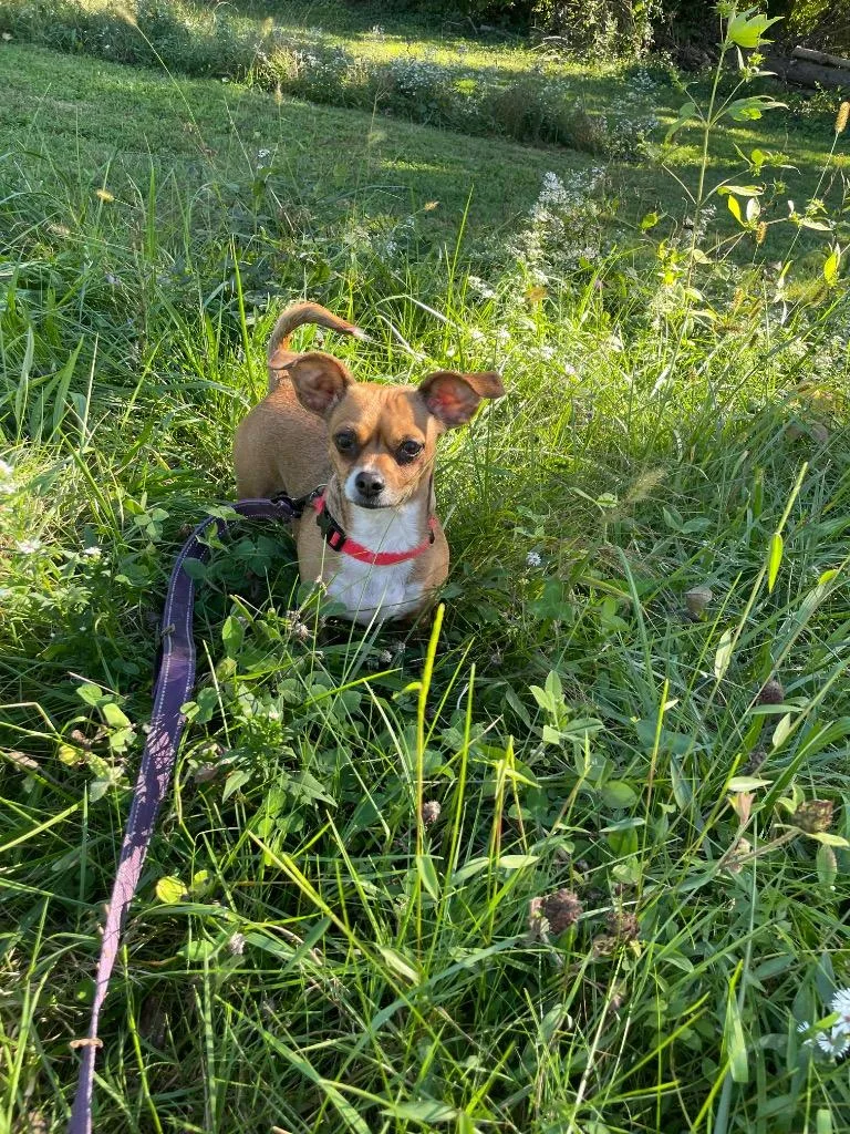 An adult small-sized female Golden Chihuahua dog named Dawn for adoption in Maysville, KY