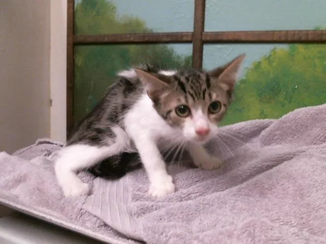 A baby small-sized male Domestic Short Hair cat named Nicolas for adoption in Houston, TX
