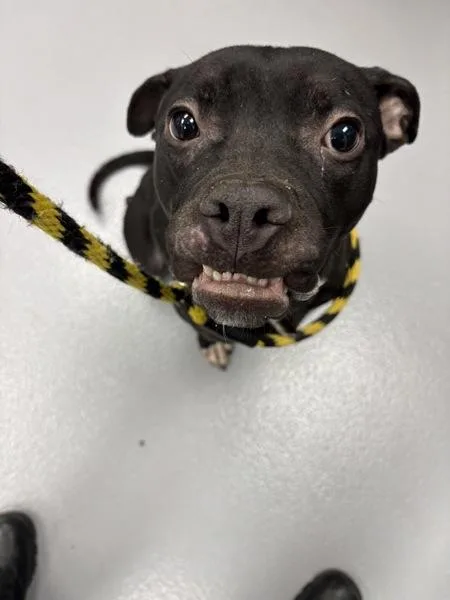 Pen C Molly thumbnail 3