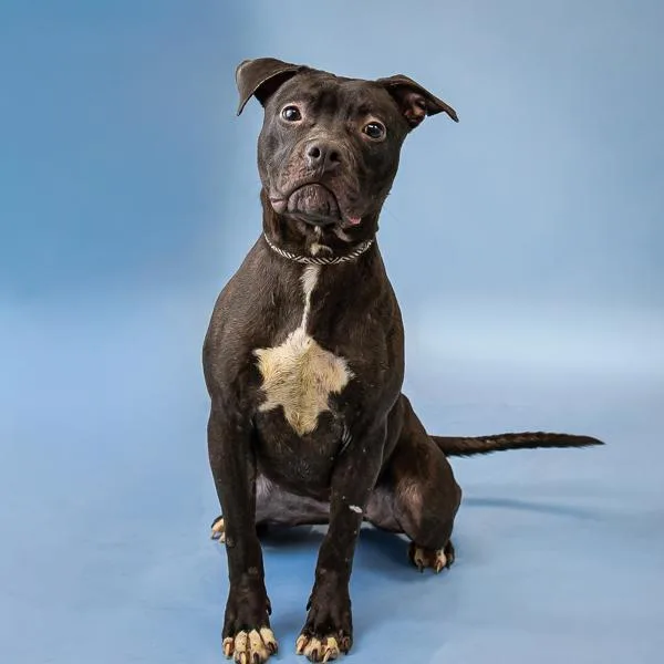 Pen C Molly thumbnail 4