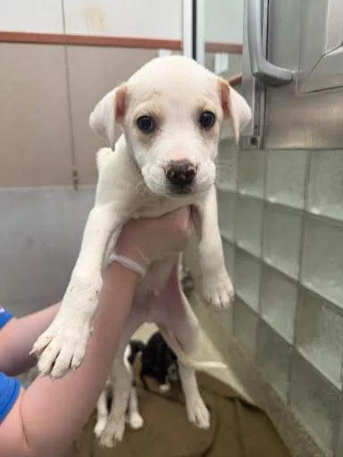 A baby medium-sized male Labrador Retriever dog named Stonewall for adoption in Washington, DC