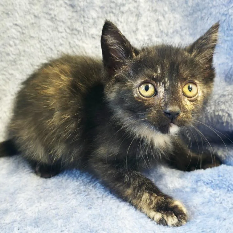 A baby small-sized female Tortoiseshell Domestic Short Hair cat named Adagio for adoption in Mount Juliet, TN