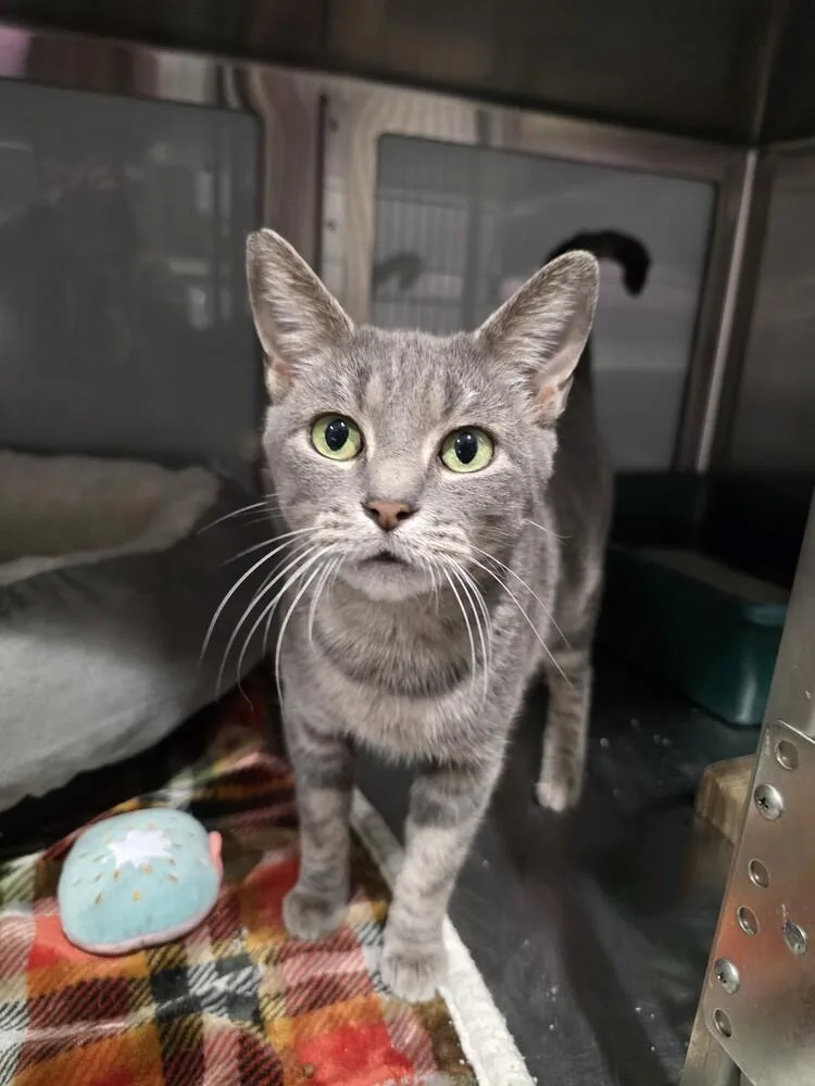 An adult small-sized female Gray / Blue / Silver Domestic Short Hair cat named Buffy for adoption in Wellington, KS