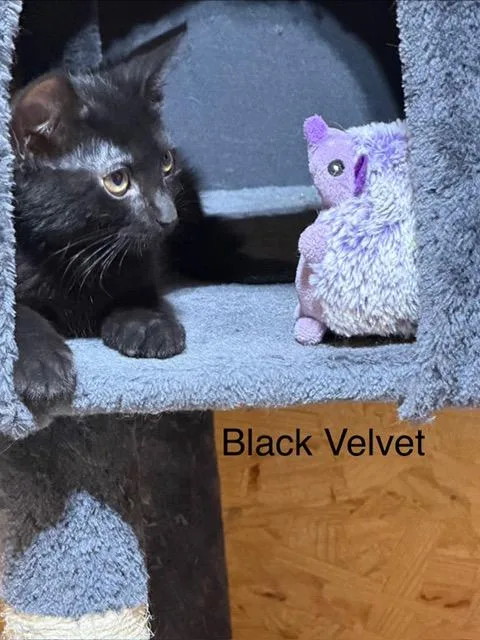 A young medium-sized male Black Domestic Short Hair cat named Black Velvet for adoption in Karns City, PA