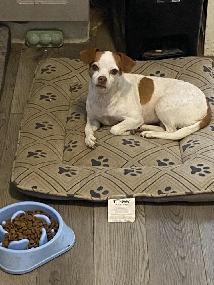 A senior medium-sized female Chihuahua dog named Sasha for adoption in Aurora, IN