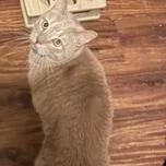 Ollie