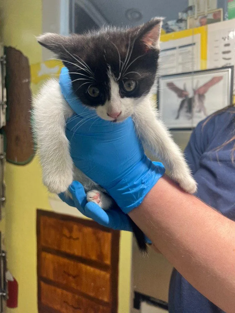 A baby small-sized female Tuxedo cat named Dottie for adoption in Lovingston, VA