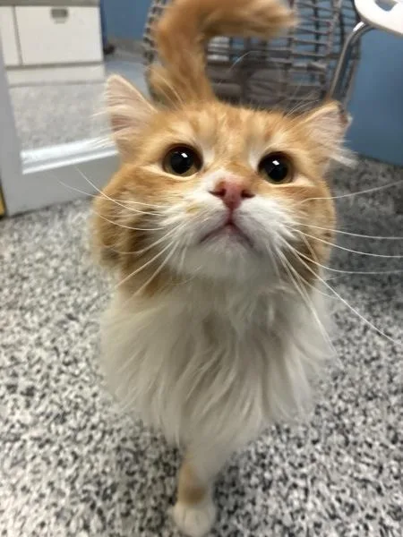 An adult medium-sized male Domestic Long Hair cat named Norman for adoption in Salt Lake City, UT