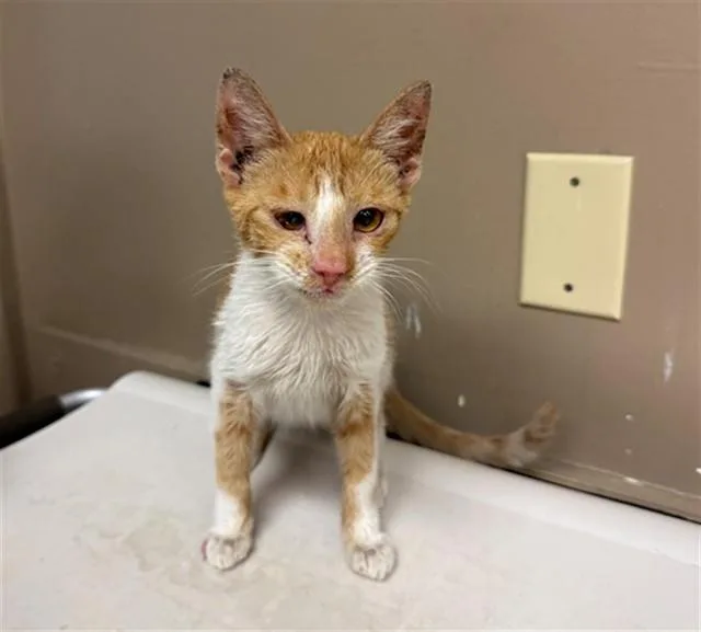 A baby small-sized female Domestic Short Hair cat named Bren for adoption in Conroe, TX