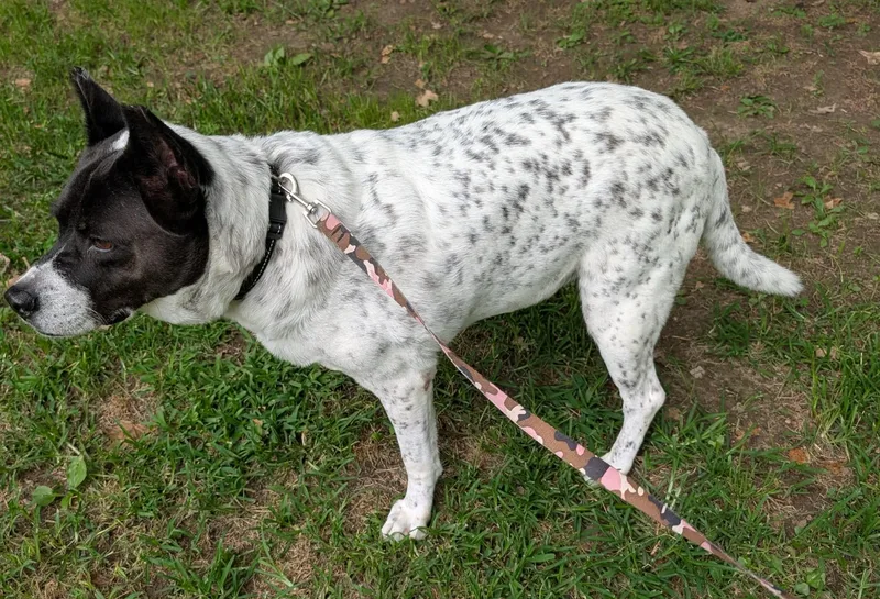 A senior medium-sized female Black Australian Cattle Dog / Blue Heeler dog named Maggie for adoption in Luttrell, TN