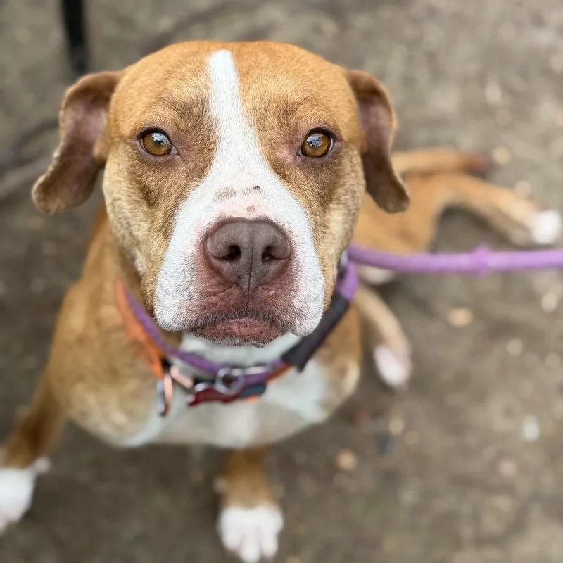 An adult medium-sized female Brown / Chocolate Mixed Breed dog named StrayMaconRoad"Moonpie " for adoption in Columbus, GA