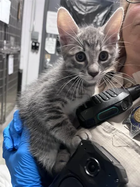 A baby small-sized male Domestic Short Hair cat named Birch for adoption in Alameda, CA