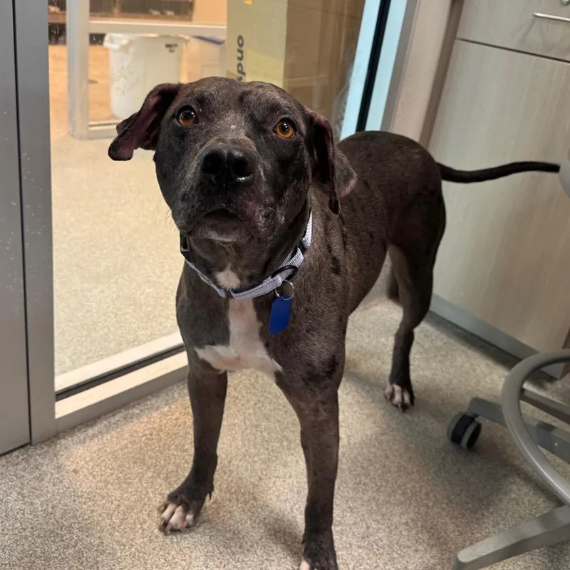 An adult medium-sized male Black Catahoula Leopard Dog named Coleslaw for adoption in Englewood, FL