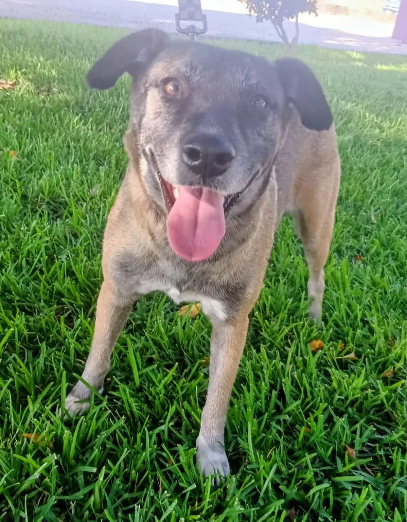 An adult medium-sized female Terrier dog named Aris for adoption in Orange, CA
