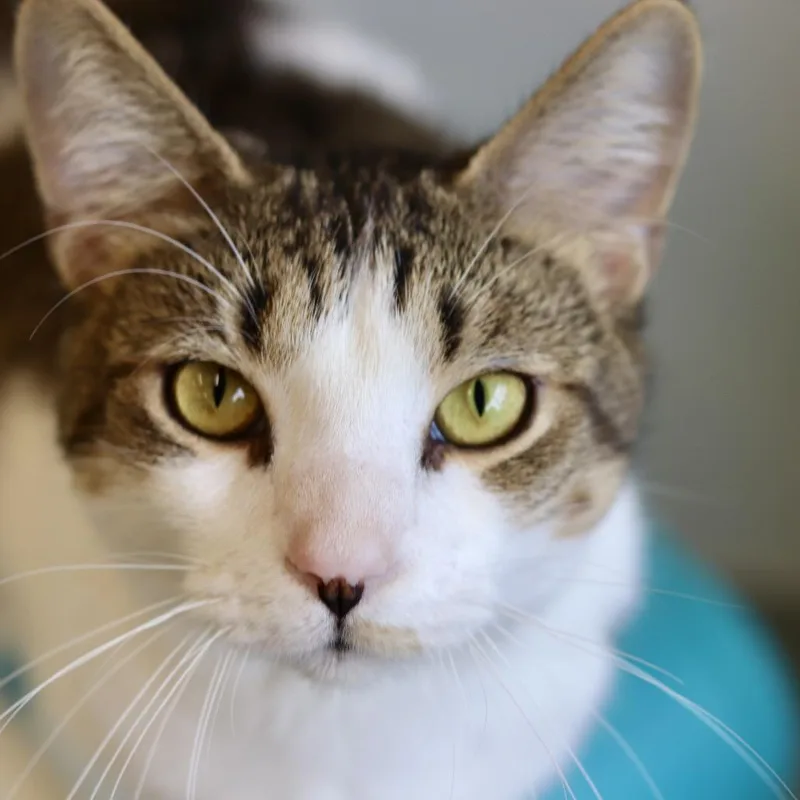 A young medium-sized male Brown / Chocolate Domestic Short Hair cat named Kelly for adoption in Wheeling, IL