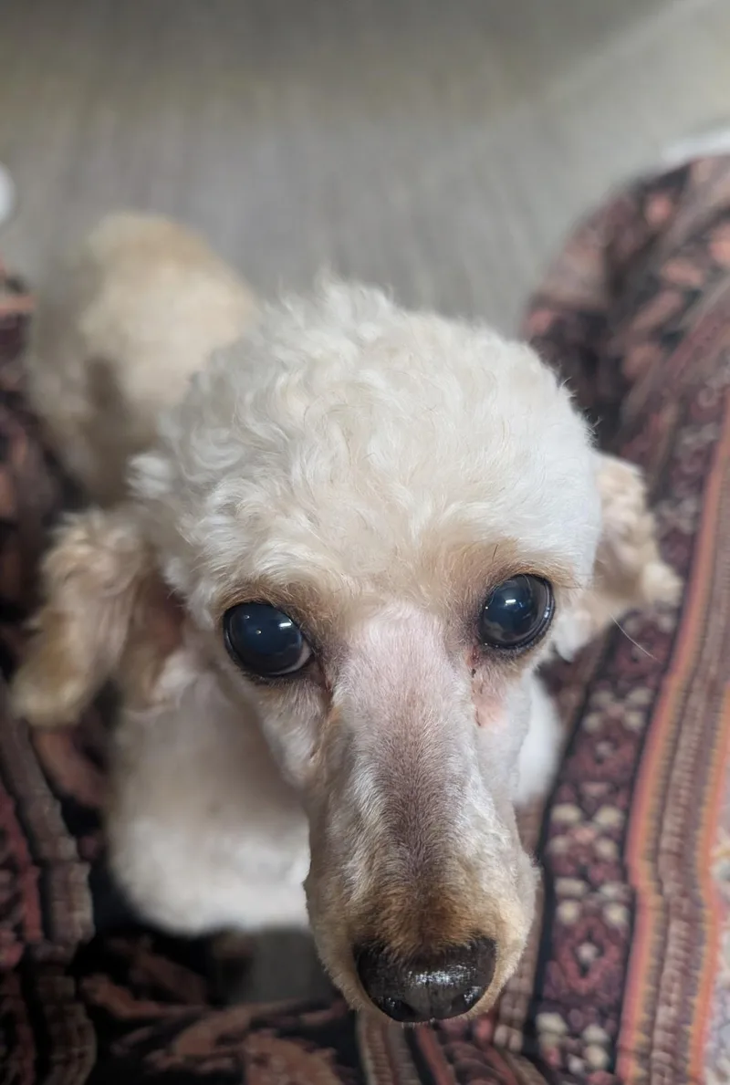 An adult small-sized female White / Cream Maltipoo dog named Fanta for adoption in Lexington, KY
