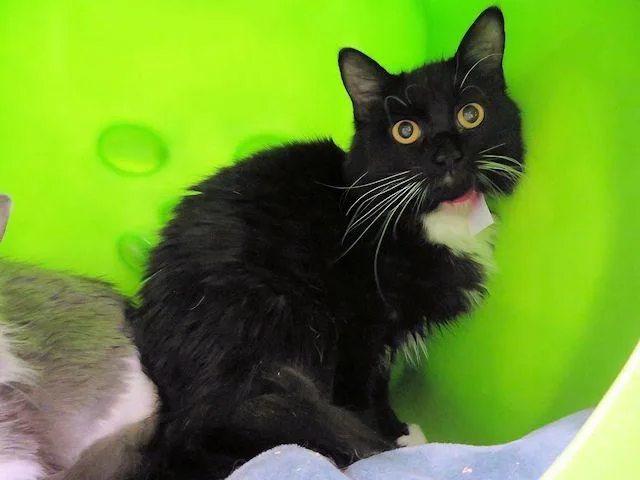 A young small-sized female Domestic Short Hair cat named Sissy for adoption in Oklahoma City, OK