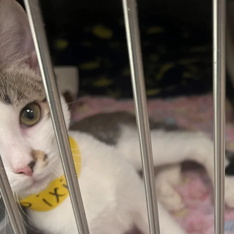 A baby small-sized female Brown / Chocolate Domestic Short Hair cat named Pixie for adoption in Las Vegas, NV