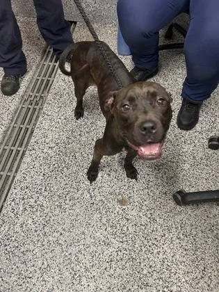 A senior medium-sized female Mixed Breed dog named Bee for adoption in West Chester, PA