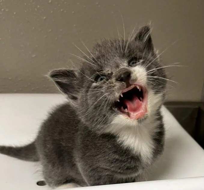 A baby small-sized male Domestic Short Hair cat named Sparrow for adoption in Tracy, CA