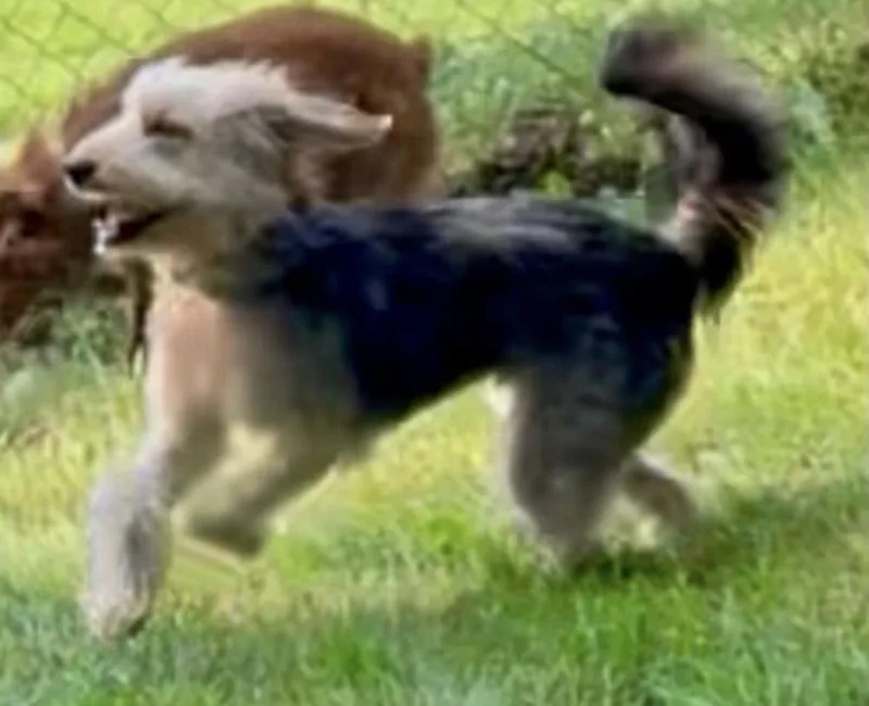 Murphy thumbnail 5