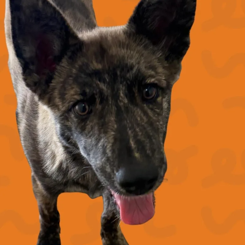 A baby small-sized male Brindle Husky dog named Nectar for adoption in Reno, NV