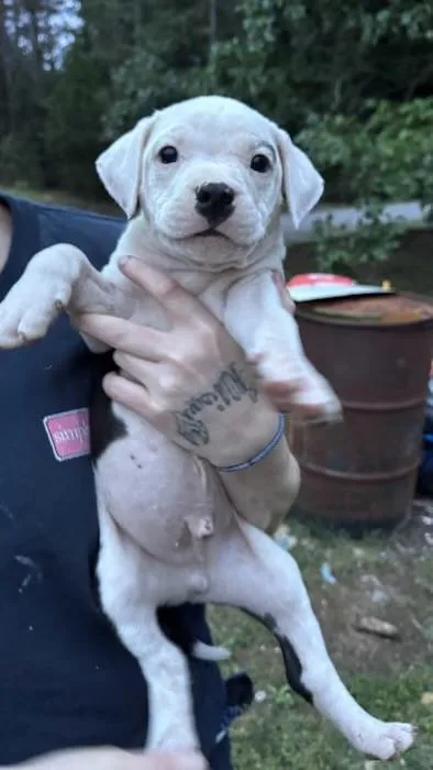 A baby medium-sized male White / Cream Pit Bull Terrier dog named Kyle Cooke for adoption in Watertown, CT