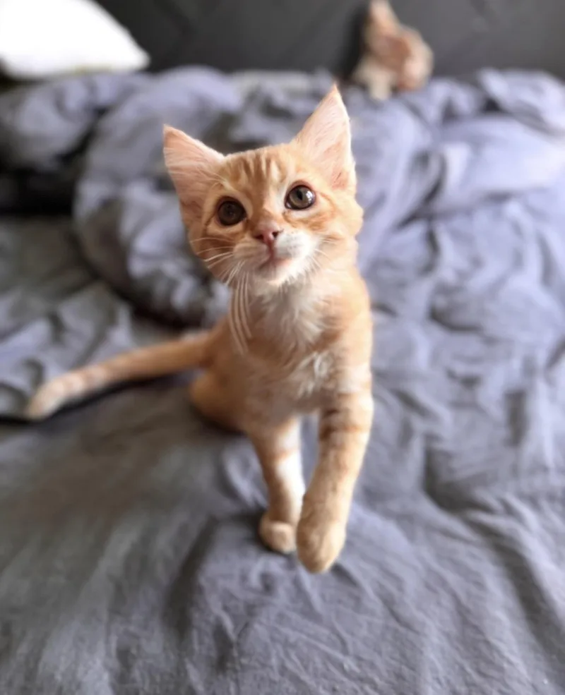 A young small-sized male Tabby (Orange / Red) Domestic Short Hair cat named GusGus for adoption in Tucson, AZ