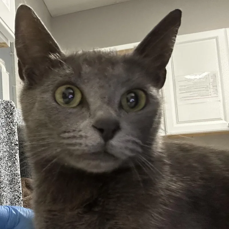 An adult medium-sized female Smoke Domestic Short Hair cat named Sidney for adoption in Greenville, SC