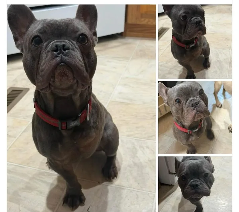 A young small-sized male French Bulldog dog named Nyx for adoption in Thayne, WY