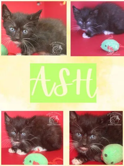 Ash