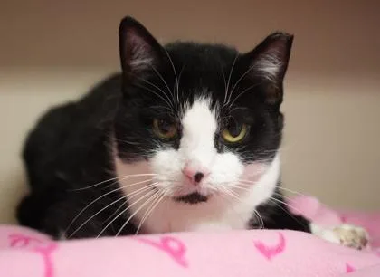 An adult small-sized female Domestic Short Hair cat named Baby Cat for adoption in Bowling Green, KY