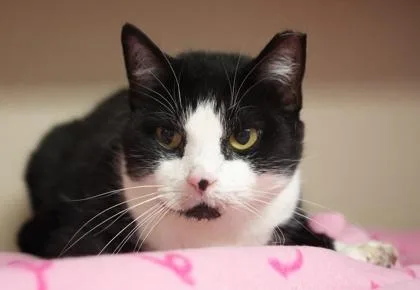 Baby Cat thumbnail 2