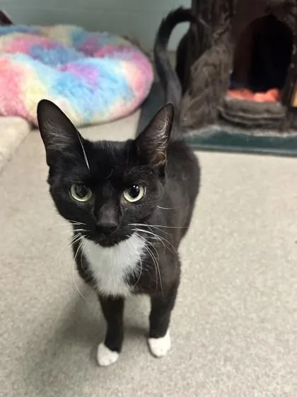 An adult medium-sized female Domestic Short Hair cat named Linda for adoption in Palm Coast, FL