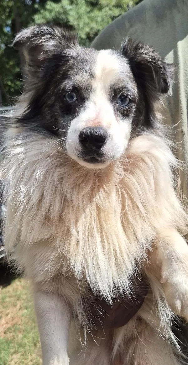 An adult small-sized male Australian Shepherd dog named Cb  Radio for adoption in Lawrenceville, GA