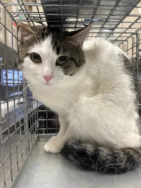 A young small-sized male Domestic Short Hair cat named Uzi for adoption in Las Vegas, NV