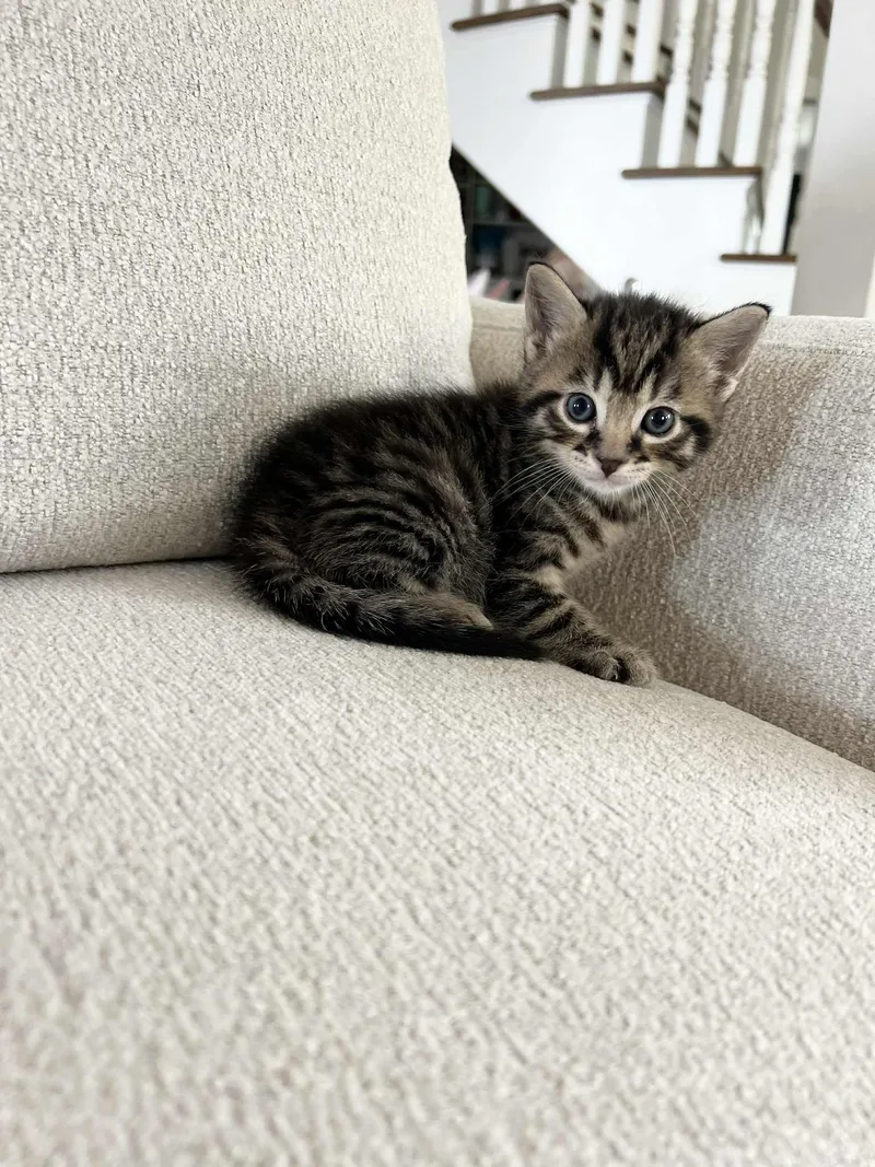 Neo Ched thumbnail 2