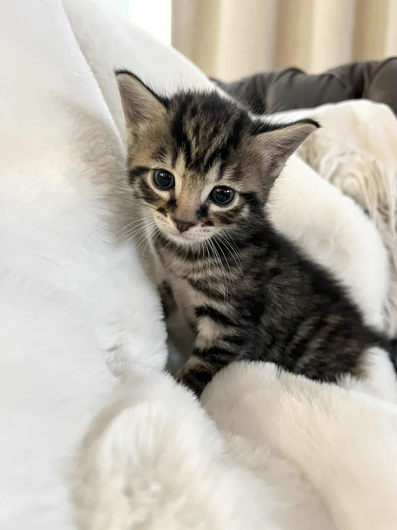 Neo Ched thumbnail 3