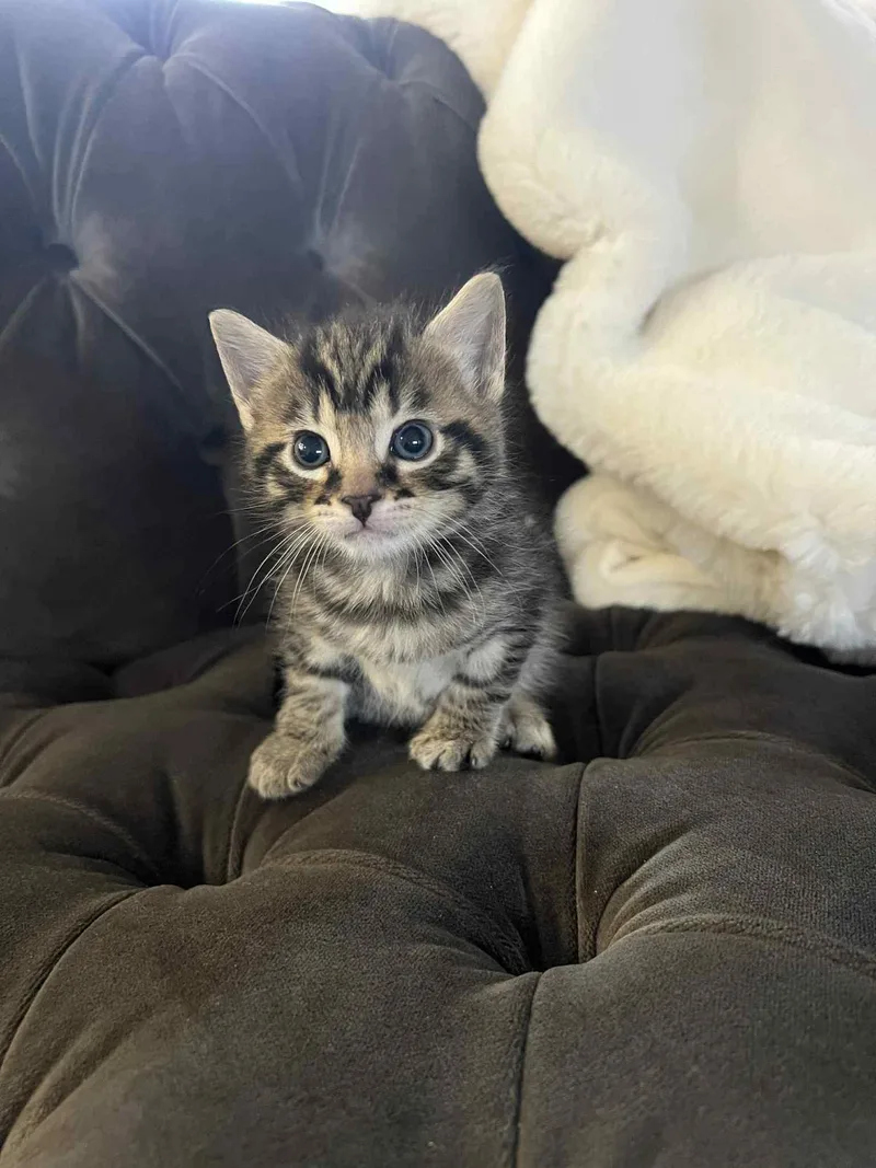 Neo Ched thumbnail 4