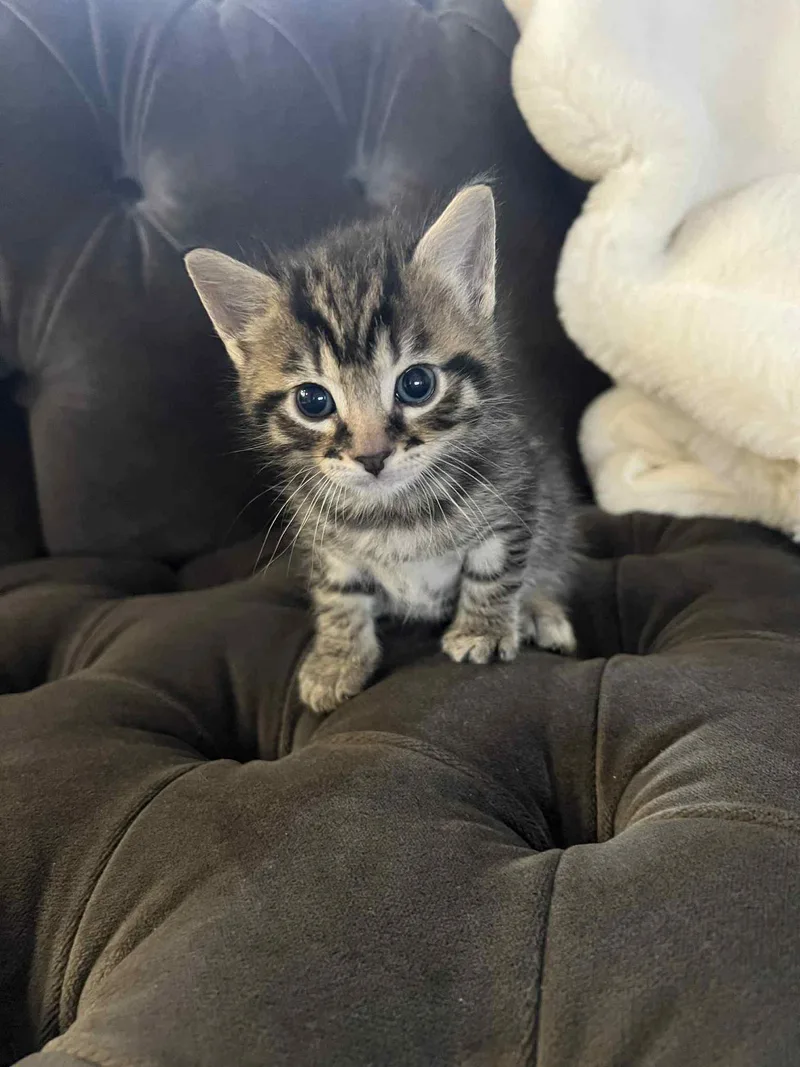 Neo Ched thumbnail 5